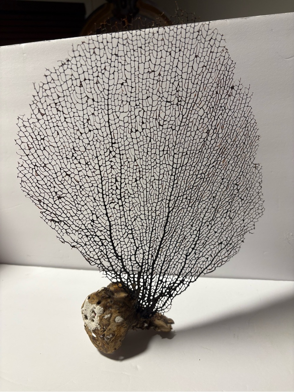 Black Sea Fan Sculpture Wall Art - Decorative Coastal Accent